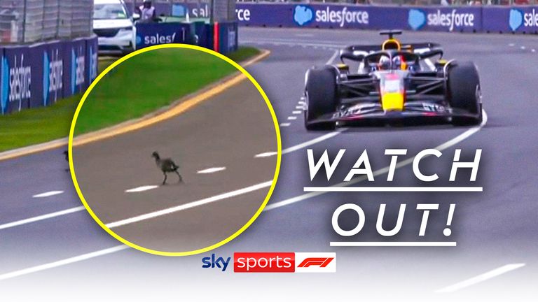 Max Verstappen just avoids colliding with a bird calmly walking across the Albert Park Circuit during qualifying.