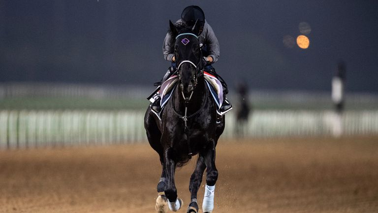 The Japan Cup winner Vela Azul gallops in the morning track work ahead of the Dubai World Cup at Meydan